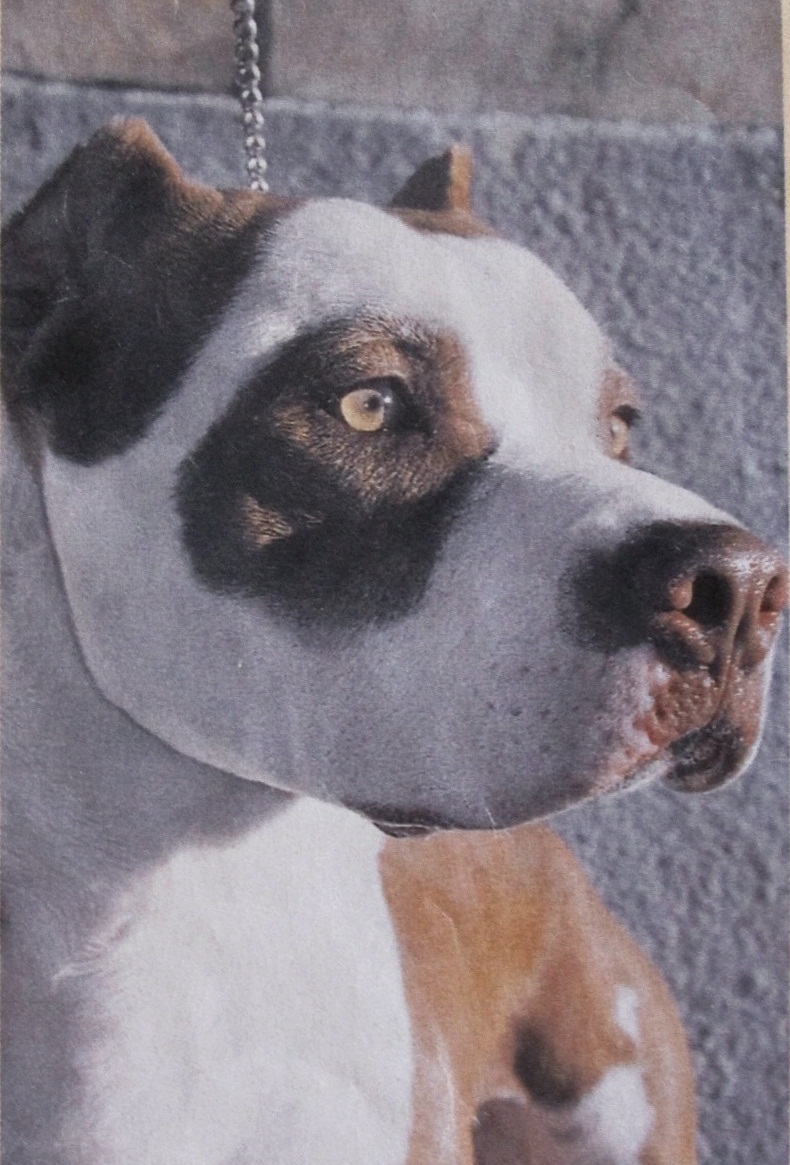 manual american pitbull terrier pdf